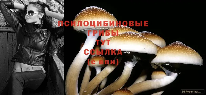 продажа наркотиков  Бирюч  Псилоцибиновые грибы Cubensis 